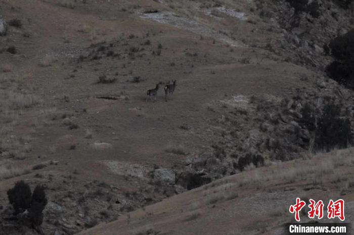 圖為兩只馬鹿在山坡上行走。　才仁 攝