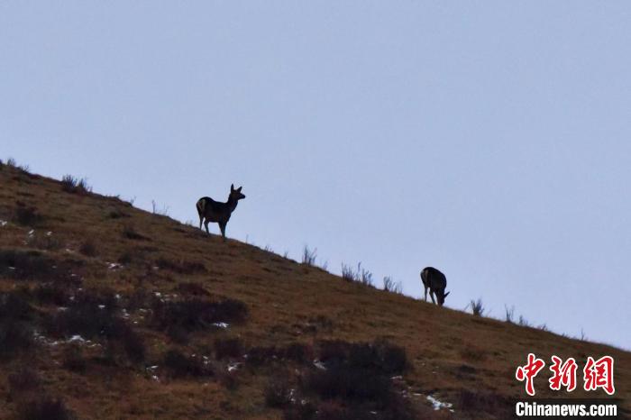 圖為馬鹿在山坡上覓食?！〔湃?攝