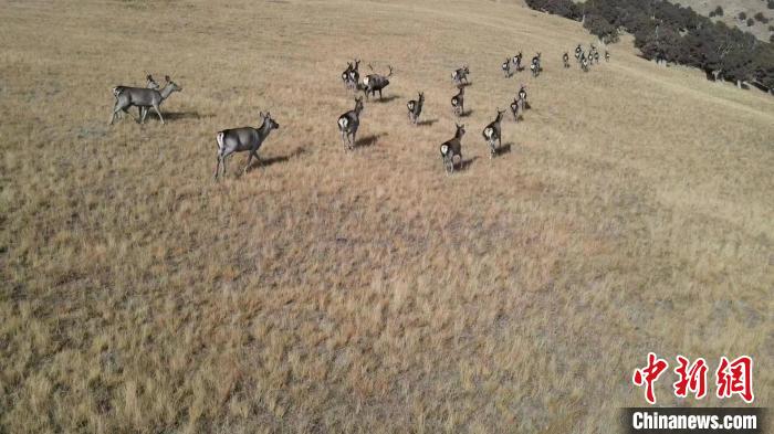 圖為馬鹿群在草地中漫步?！〔湃?攝
