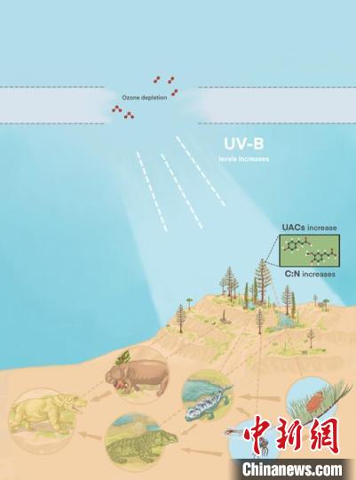 臭氧層破壞引起的紫外線輻射增加對(duì)陸地食物鏈的影響?！∧瞎潘?供圖