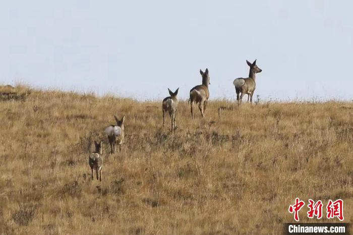 圖為狍鹿在山間漫步?！〔彭?xiàng)南加 攝