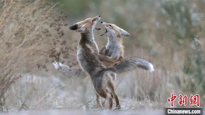 圖為同海元的作品《第一回合》?！∏嗪Ｊ∑钸B山自然保護(hù)協(xié)會(huì)供圖