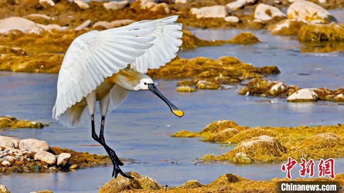 圖為白琵鷺?！?yán)桉 攝