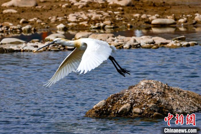 圖為準(zhǔn)備飛翔的白琵鷺?！?yán)桉 攝