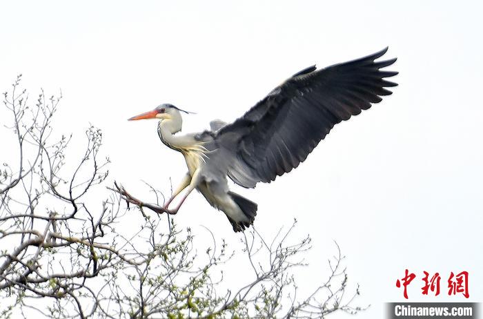 蒼鷺在覓食嬉戲?！“苍?攝