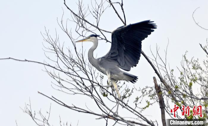 蒼鷺在覓食嬉戲?！“苍?攝