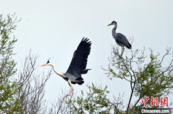 蒼鷺在覓食嬉戲?！“苍?攝