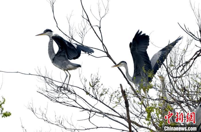 蒼鷺在覓食嬉戲?！“苍?攝