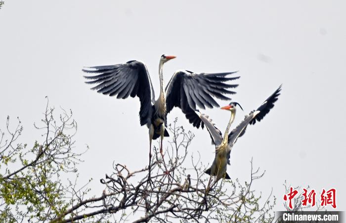 蒼鷺在覓食嬉戲?！“苍?攝