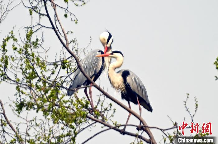蒼鷺在覓食嬉戲。　安源 攝