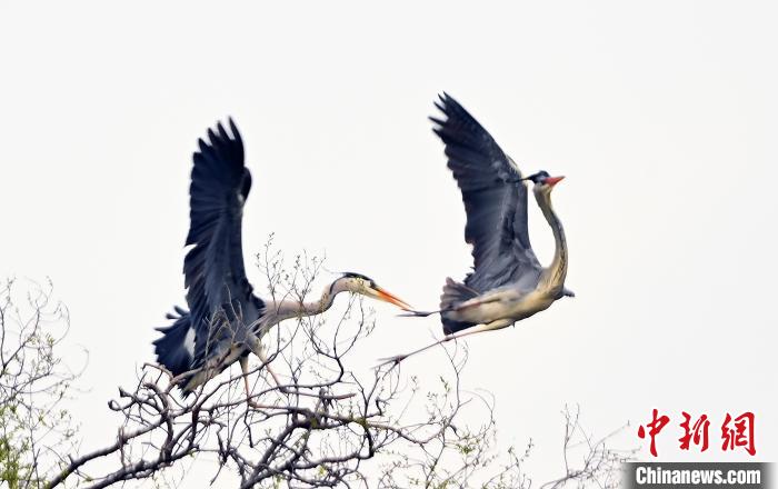蒼鷺在覓食嬉戲。　安源 攝