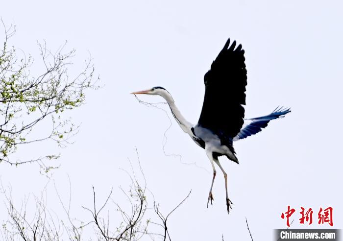 蒼鷺在覓食嬉戲?！“苍?攝
