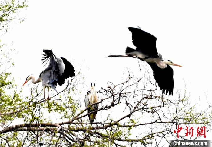 蒼鷺在覓食嬉戲?！“苍?攝