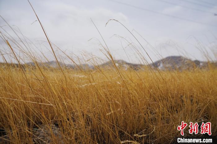圖為青海省海西蒙古族藏族自治州天峻縣木里礦區(qū)草木茂盛?！●R銘言 攝