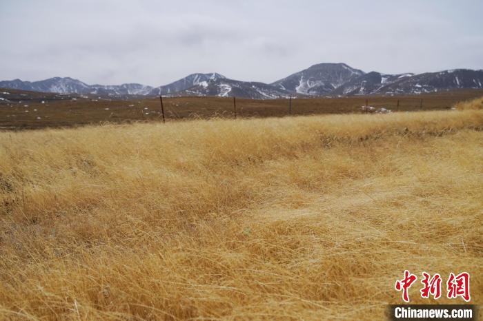 圖為青海省海西蒙古族藏族自治州天峻縣木里礦區(qū)草木茂盛?！●R銘言 攝