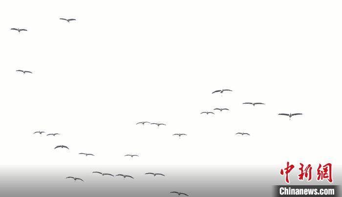 遷徙北歸?！√烊h融媒體中心 供圖