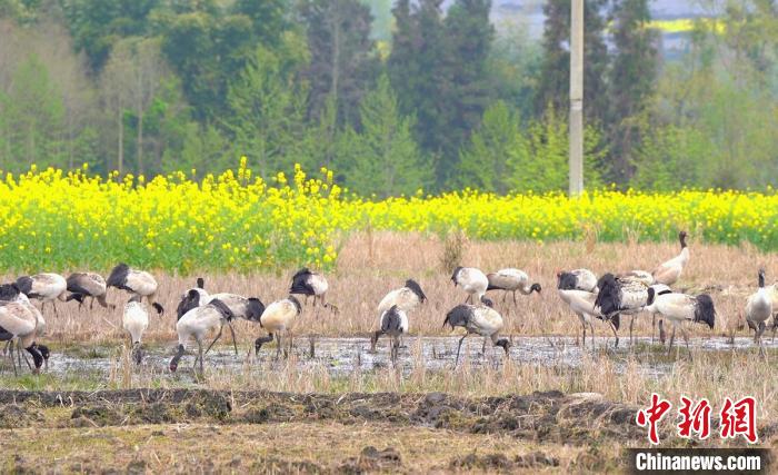 休息補(bǔ)給。　天全縣融媒體中心 供圖