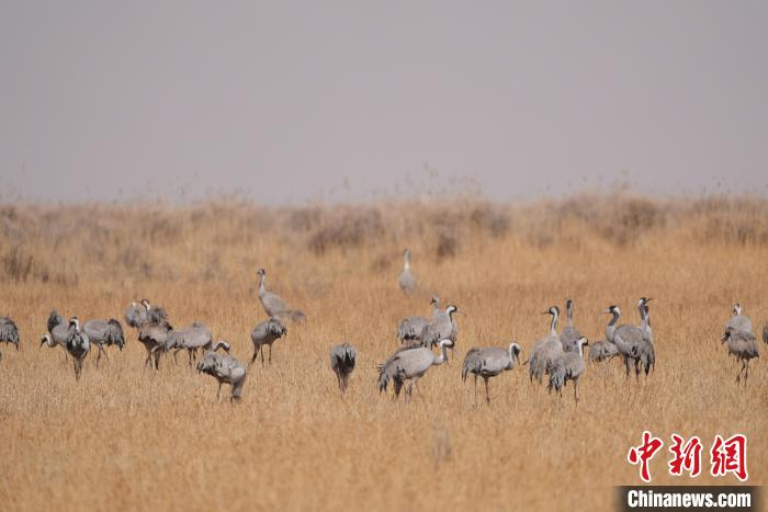 圖為草原上棲息的灰鶴?！∠葘m 攝