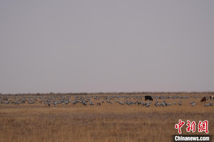 圖為草原上棲息的灰鶴?！∠葘m 攝