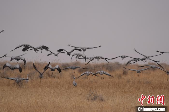 青海都蘭成群灰鶴匯集，場面壯觀