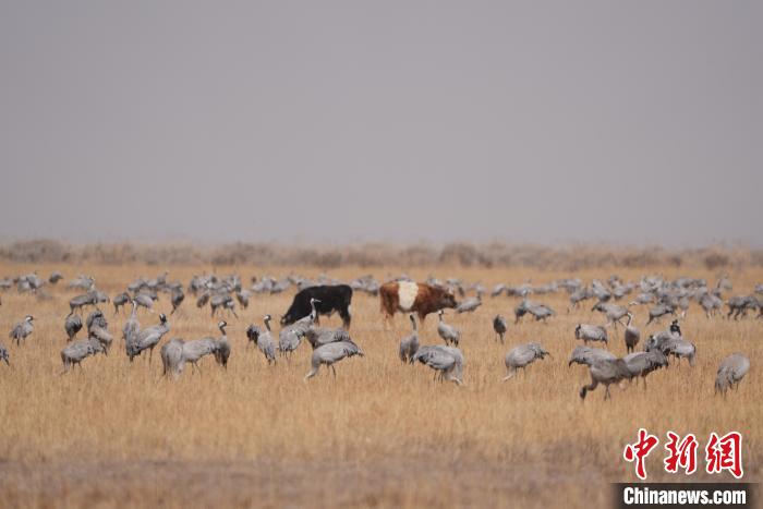 圖為草原上棲息的灰鶴?！∠葘m 攝