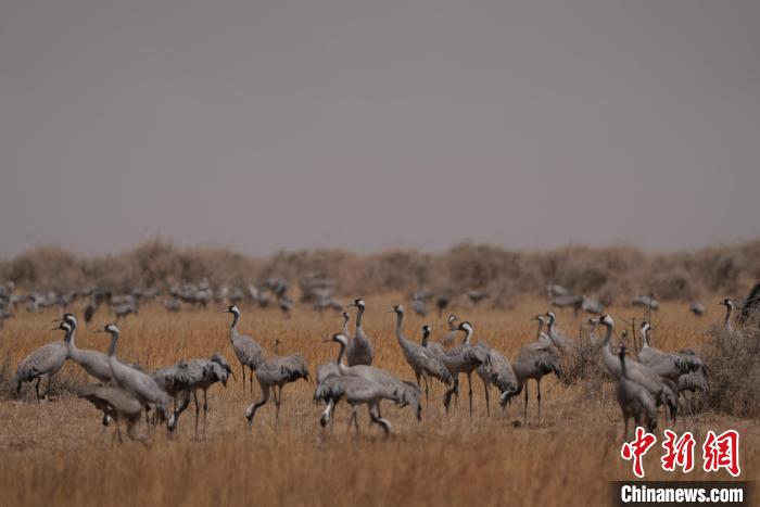 圖為灰鶴?！∠葘m 攝
