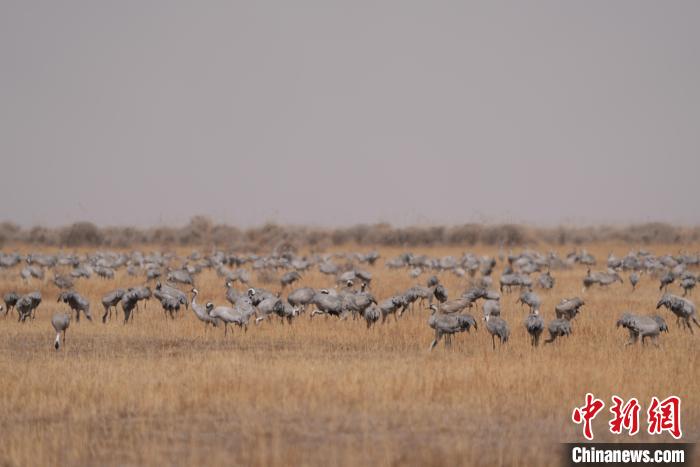 圖為密集分布的灰鶴?！∠葘m 攝