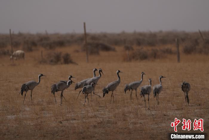 圖為灰鶴?！∠葘m 攝