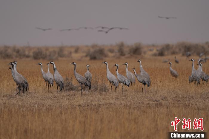 圖為灰鶴。　先宮 攝