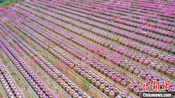 灼灼桃花惹人醉?！㈡?攝