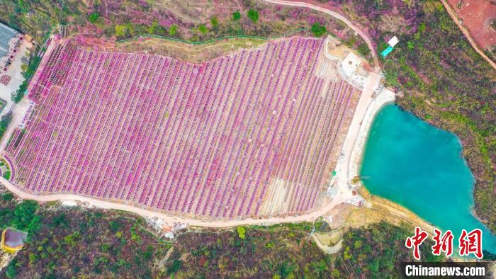 灼灼桃花惹人醉?！㈡?攝