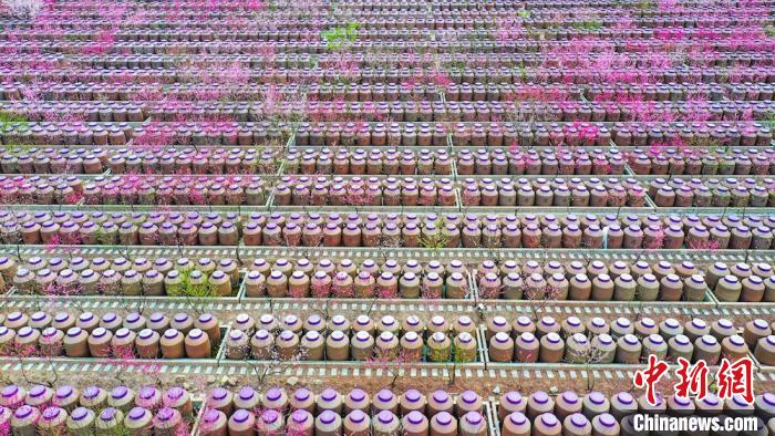 桃花和酒壇相映成趣。　劉媛 攝