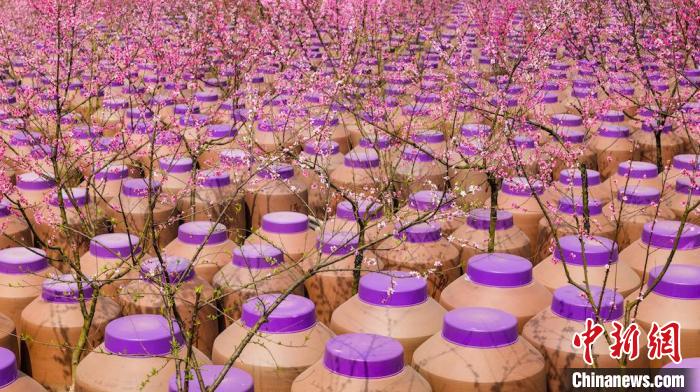 桃花和酒壇相映成趣?！∫足?攝