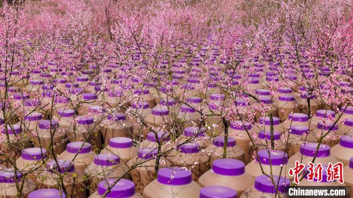 灼灼桃花惹人醉。　易銘 攝