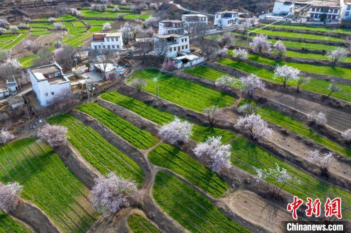 白松鎮(zhèn)層層麥田綠意盎然，與桃林構(gòu)成一幅美麗的鄉(xiāng)村畫卷?！⒅铱?攝