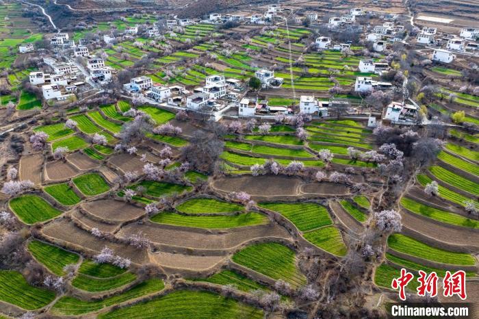 白松鎮(zhèn)桃花林中的白藏房?！⒅铱?攝