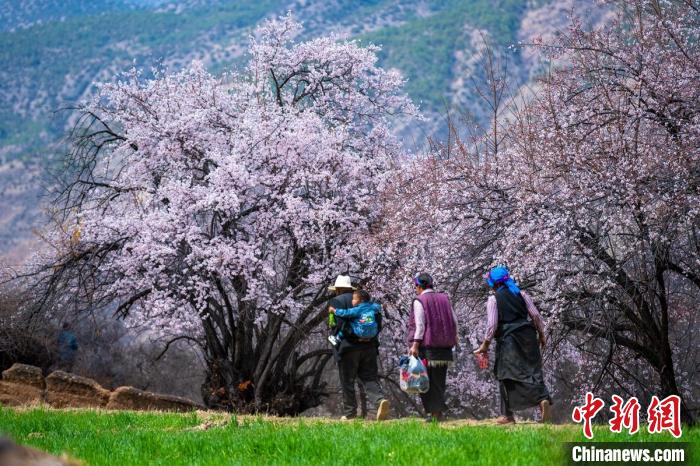 行走在麥田和桃樹下的白松鎮(zhèn)村民?！⒅铱?攝