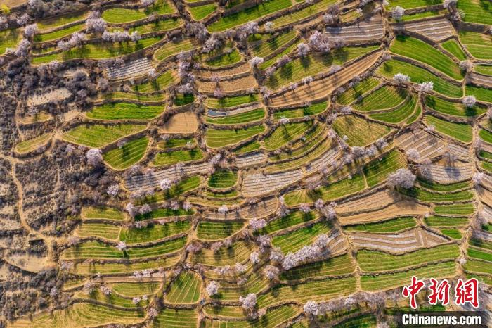 空中俯瞰得榮縣白松鎮(zhèn)的高山麥田和桃林?！⒅铱?攝