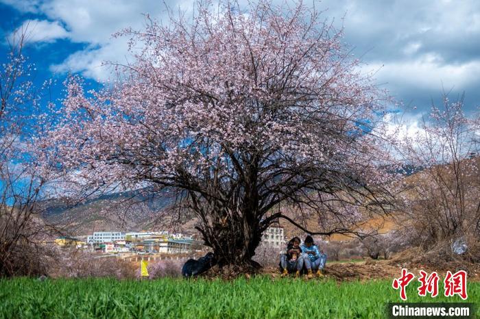 桃花樹下兩名女孩正在玩手機(jī)。　劉忠俊 攝
