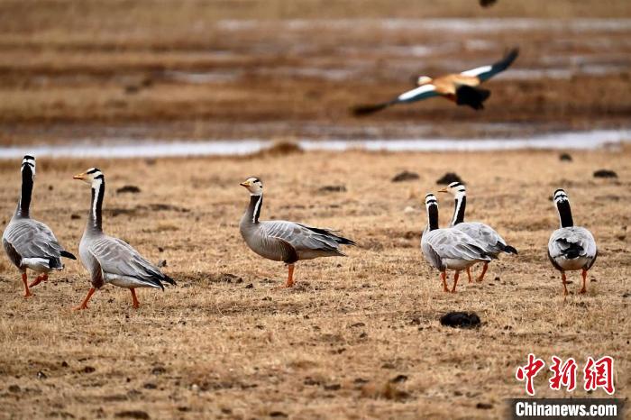 圖為成群的斑頭雁。　包雷 攝