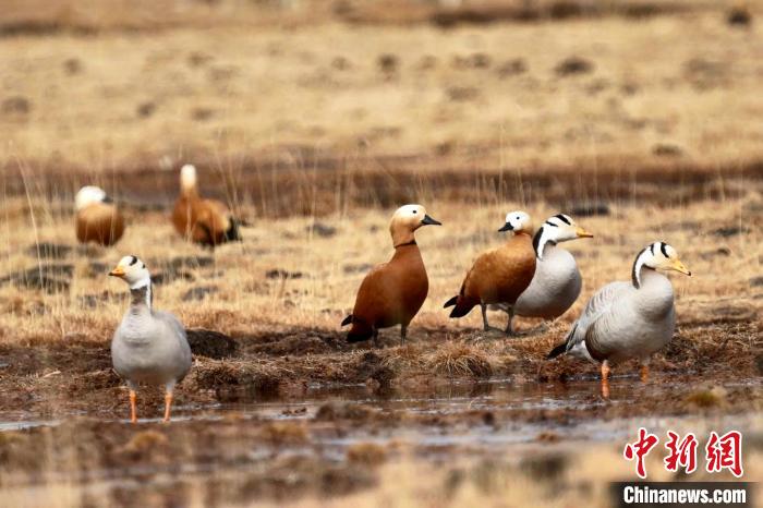 圖為斑頭雁和赤麻鴨。　包雷 攝