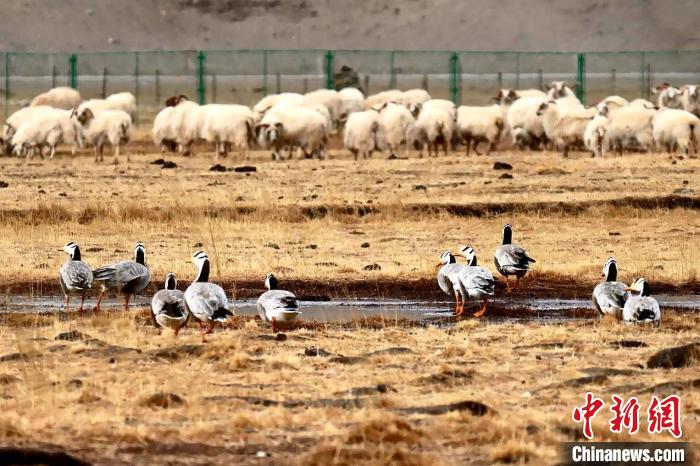 圖為羊群邊的成群斑頭雁?！“?攝