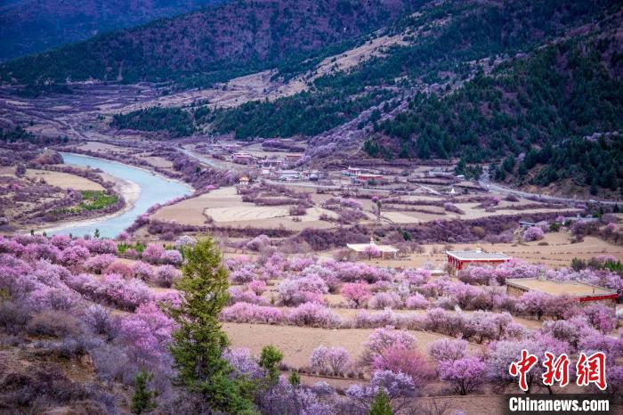 道孚縣麻灣村上千株盛開的杏花將鄉(xiāng)村裝點(diǎn)一新。　何行銘 攝