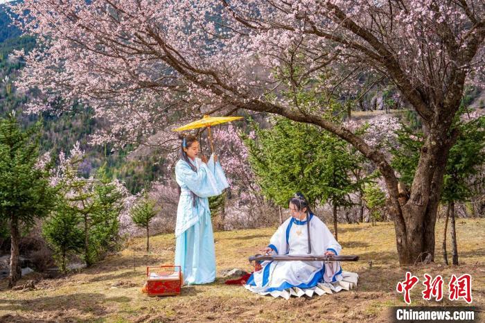 道孚杏花樹下的游客們?！√K銳 攝