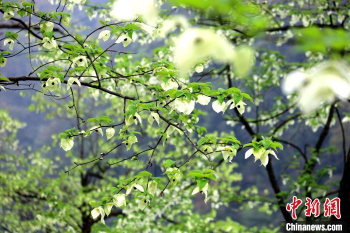 珙桐在春末夏初之際開花，花期較短?！螚?攝