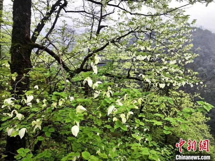 山谷兩側(cè)高大繁茂的珙桐樹?！螚?攝