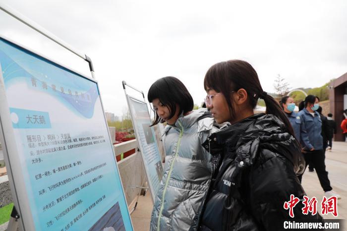 圖為學生通過展板了解青海常見鳥類。　馬銘言 攝