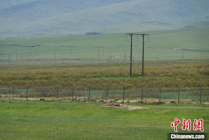 圖為成群普氏原羚在草場(chǎng)上愜意覓食，悠閑自在?！●R銘言 攝