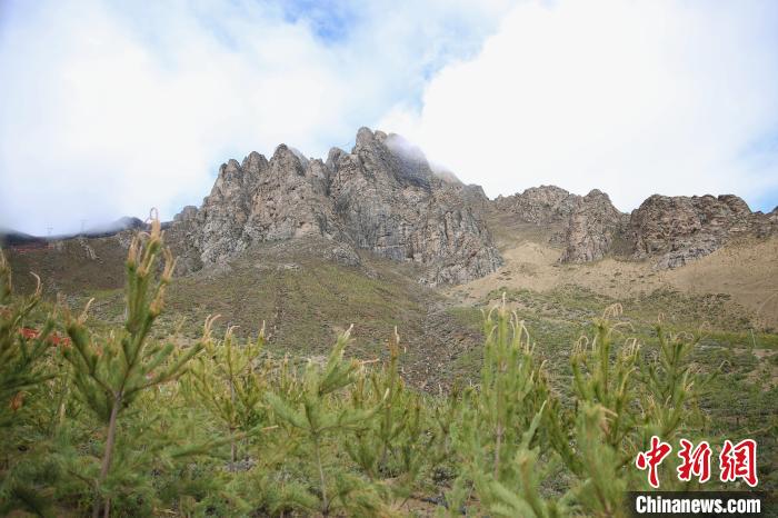 圖為拉薩南北山綠化工程拉薩曲水縣才納村5號片區(qū)?！∝暣_ 攝