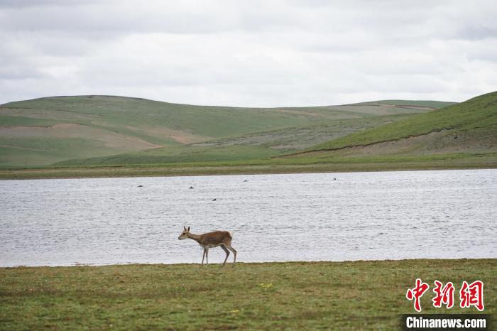 圖為藏原羚在扎陵湖岸畔悠閑漫步?！●R銘言 攝